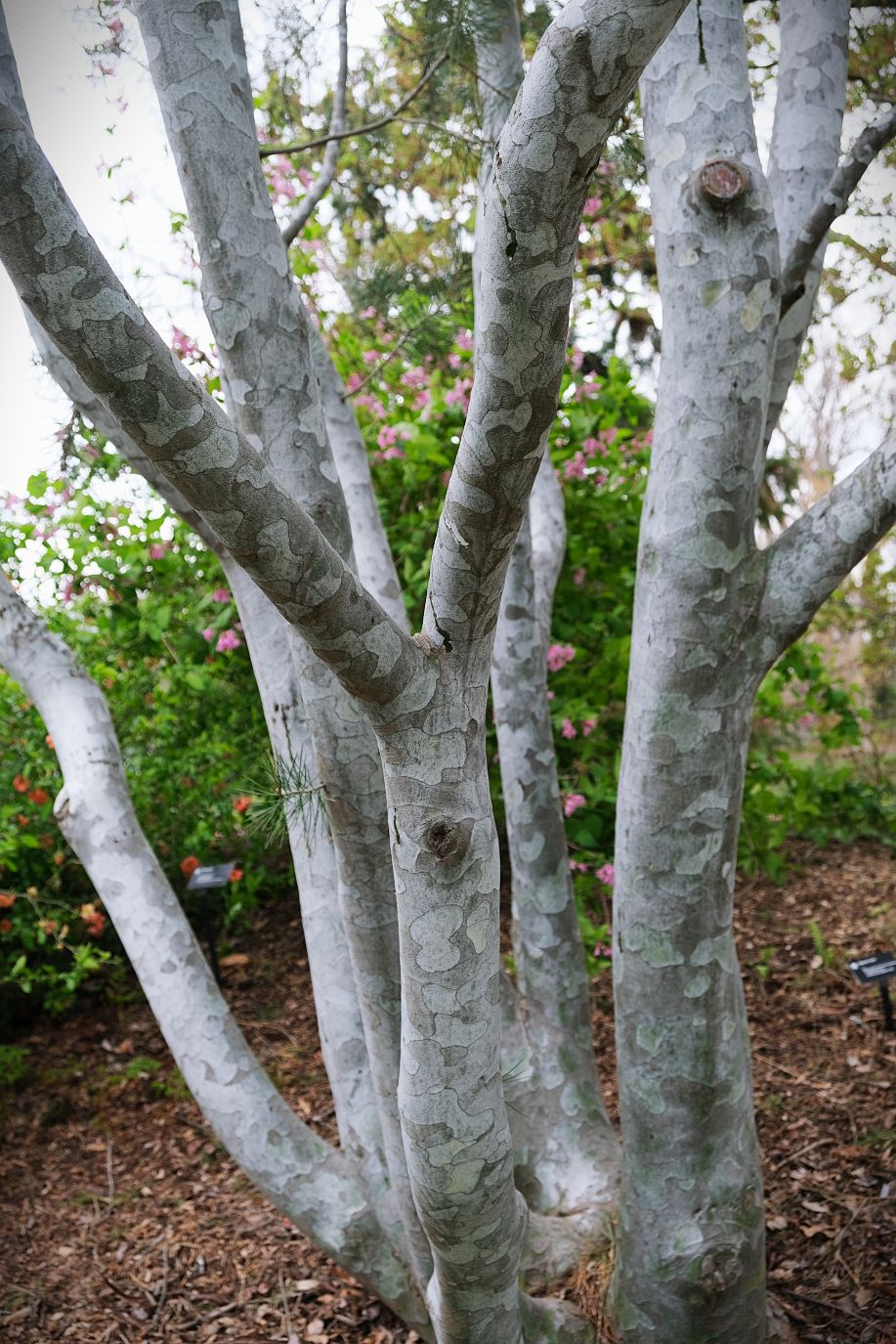 February Tree of the Month-Lacebark Pine