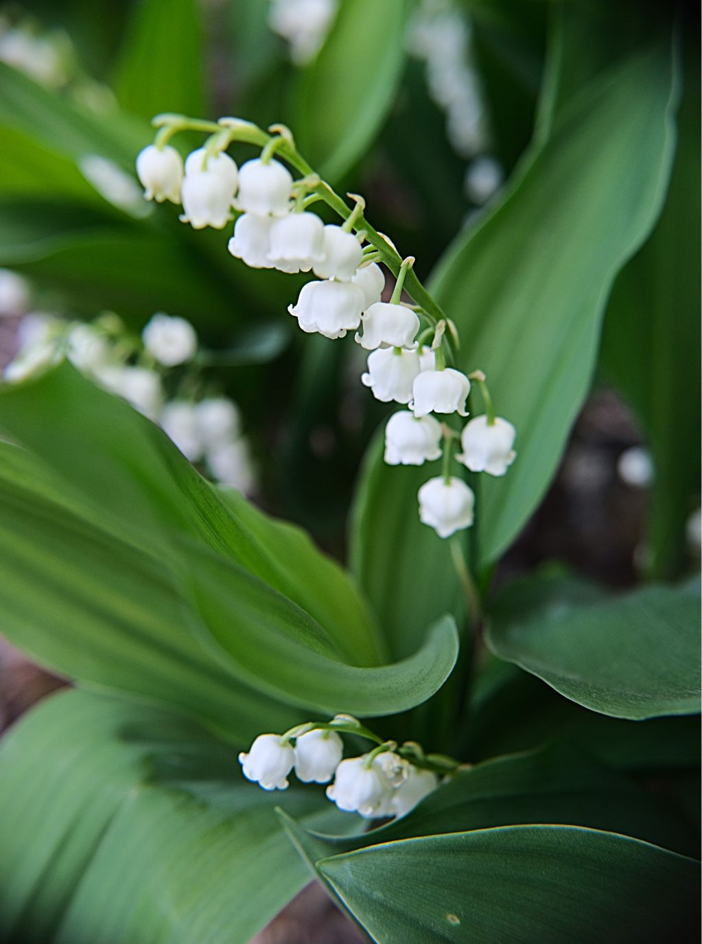 April Perennial of the Month-Lily of the Valley